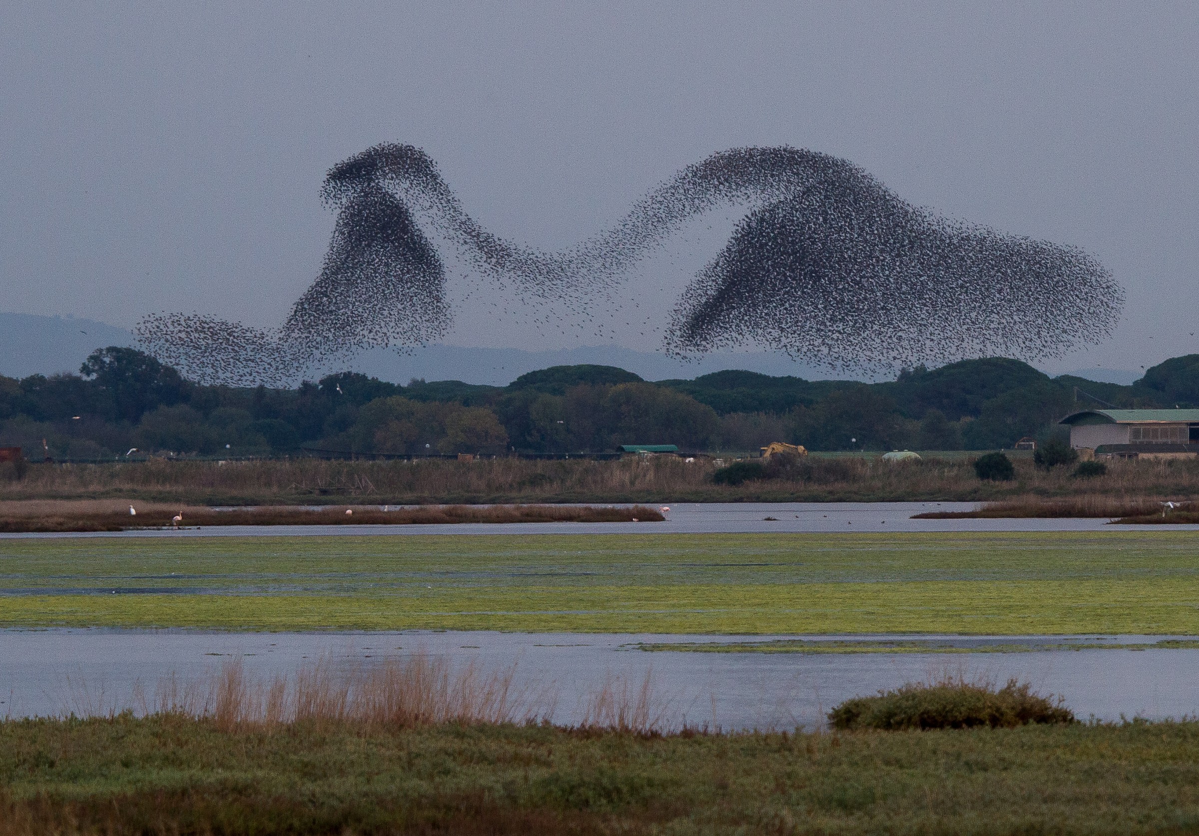 Incredibili da vedere!