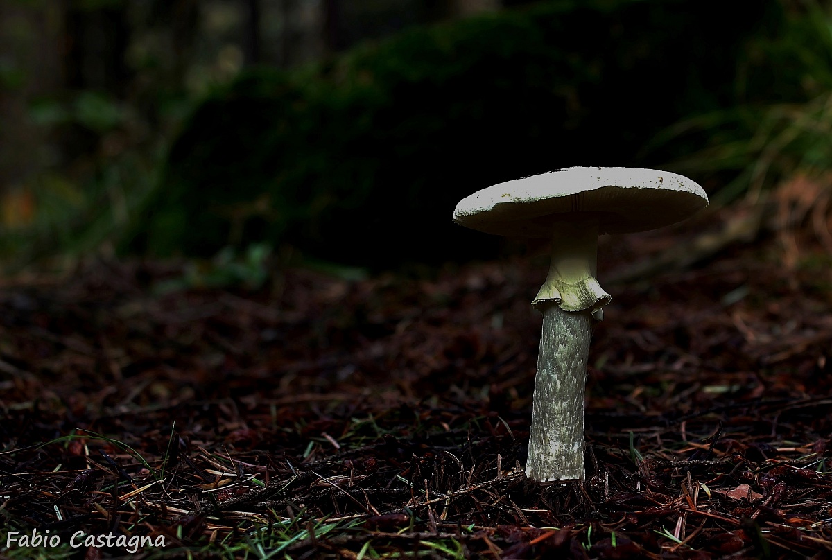 Con il vestito elegante nel bosco