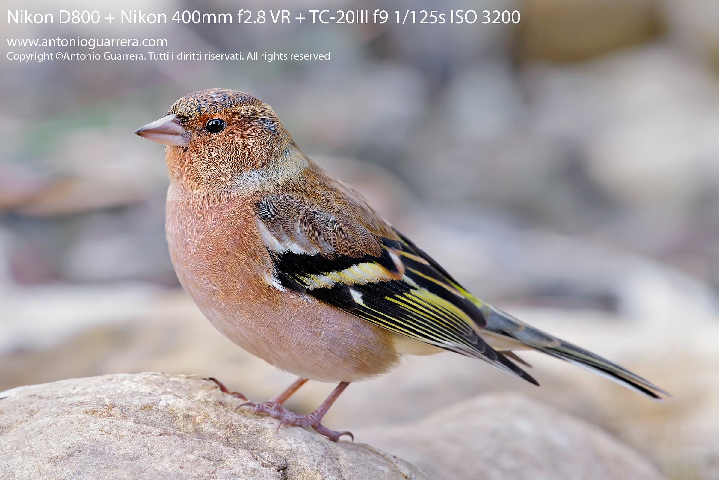Chaffinch