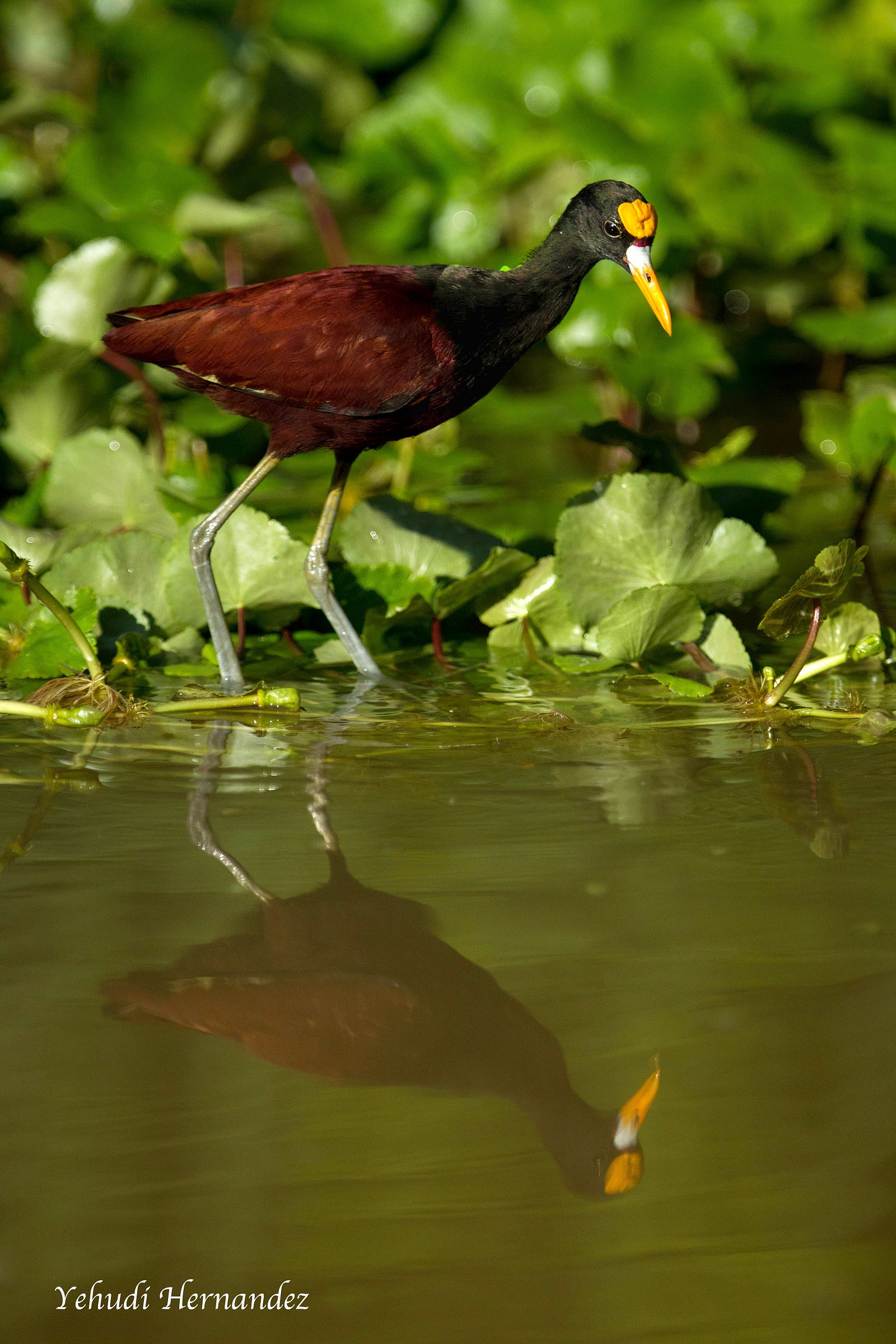 Northen Jacana