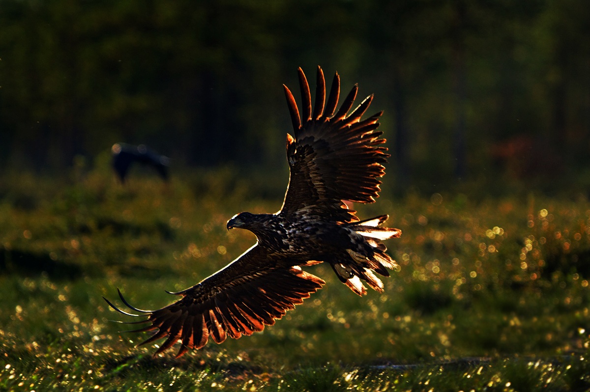 Eagle against Light