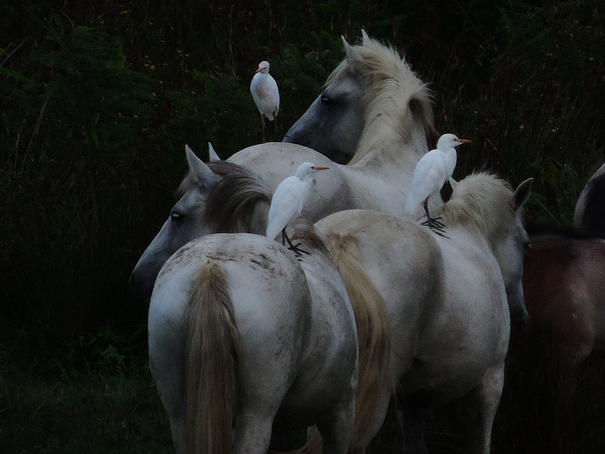 Cavalli e Guardabuoi