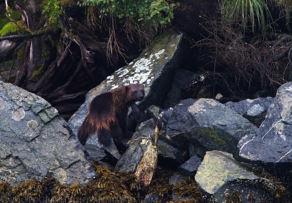 Super Sexy Wolverine
