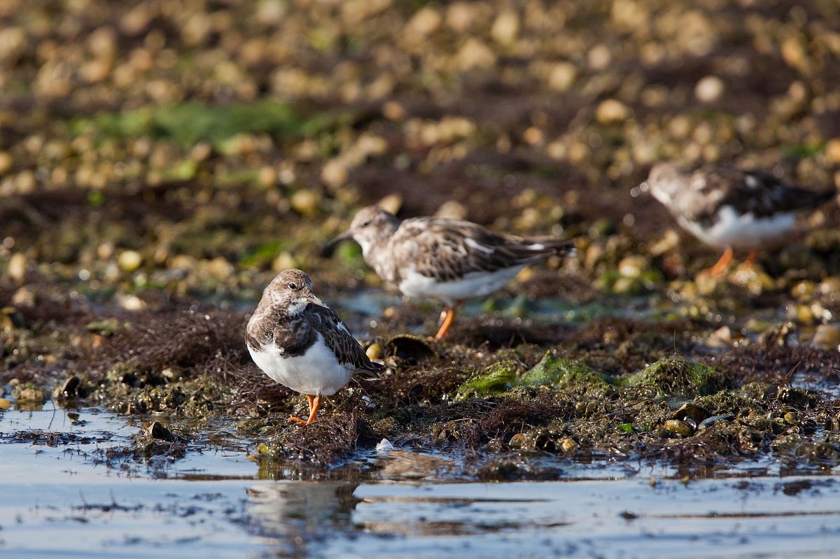 Voltapietre (10mt. dal soggetto)
