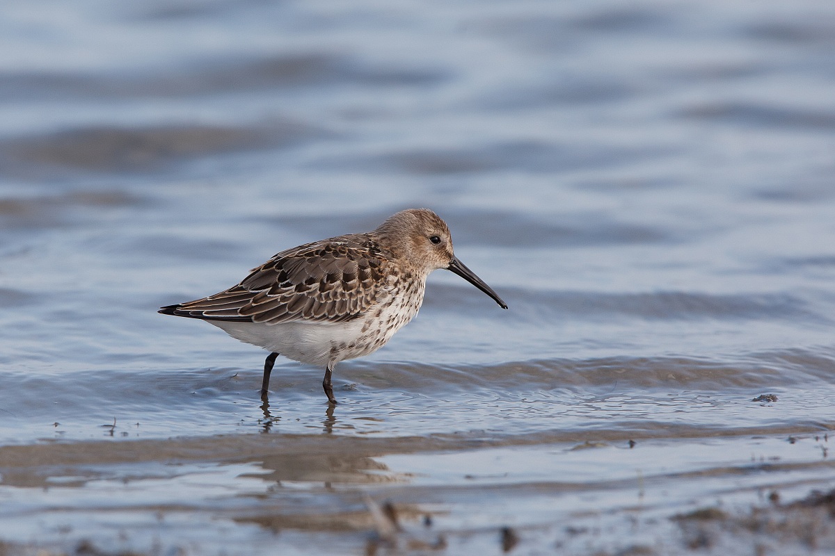 Piovanello (6mt. dal soggetto)