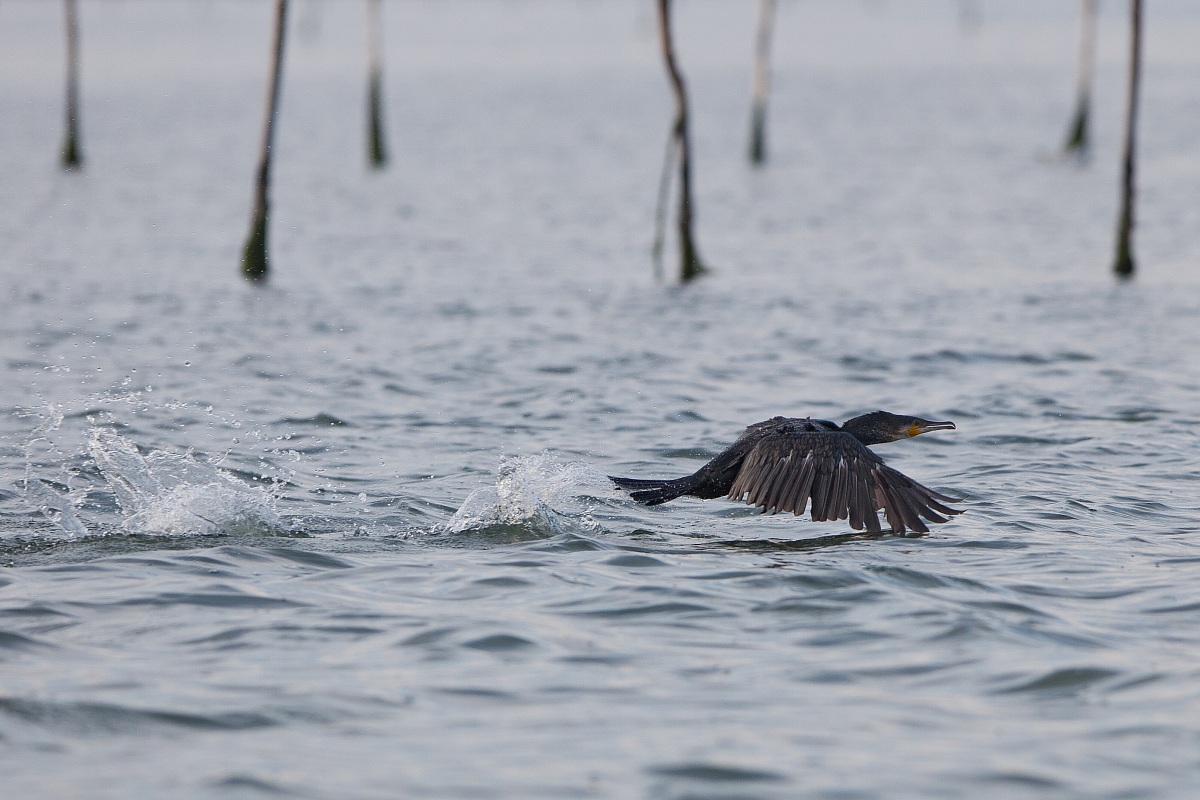 Cormorano in volo radente (48mt. dal soggetto)