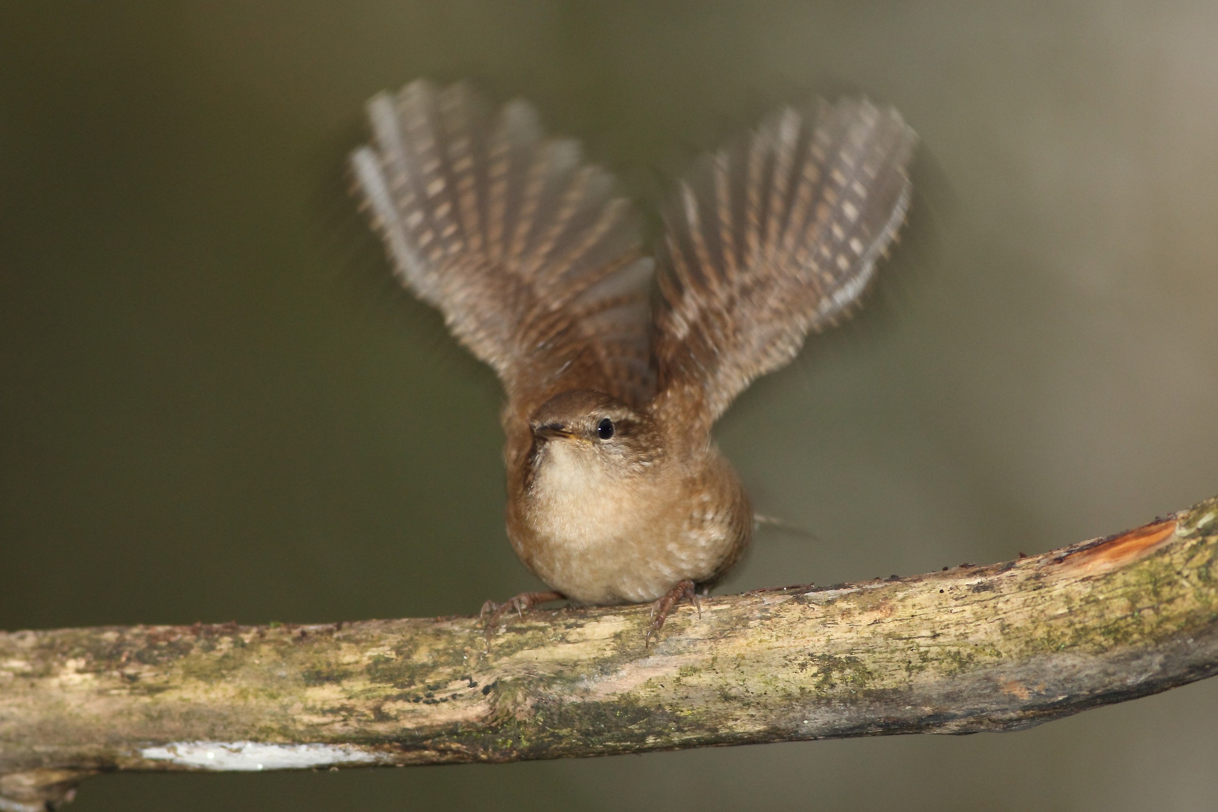 Launch in progress (Scricciolo)