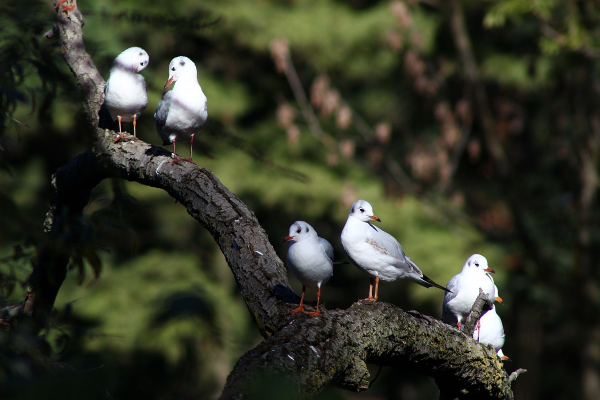 Seagulls at the park