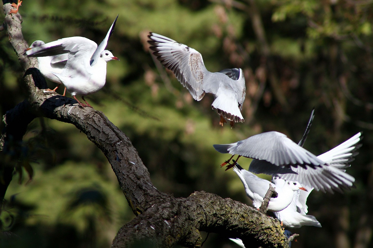 Seagulls at the park 2