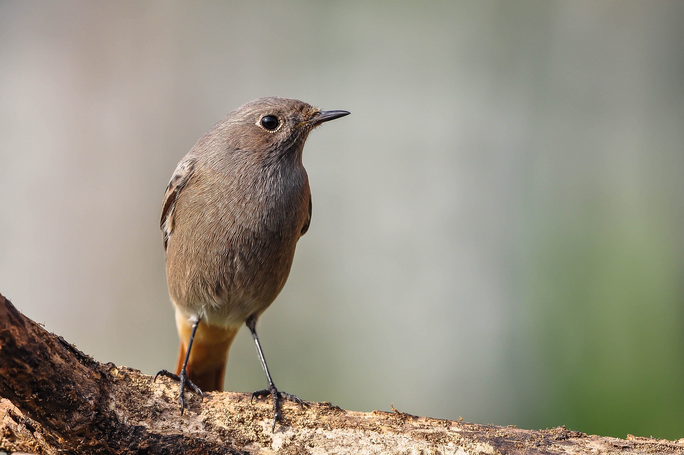 Codirosso spazzacamino (F)