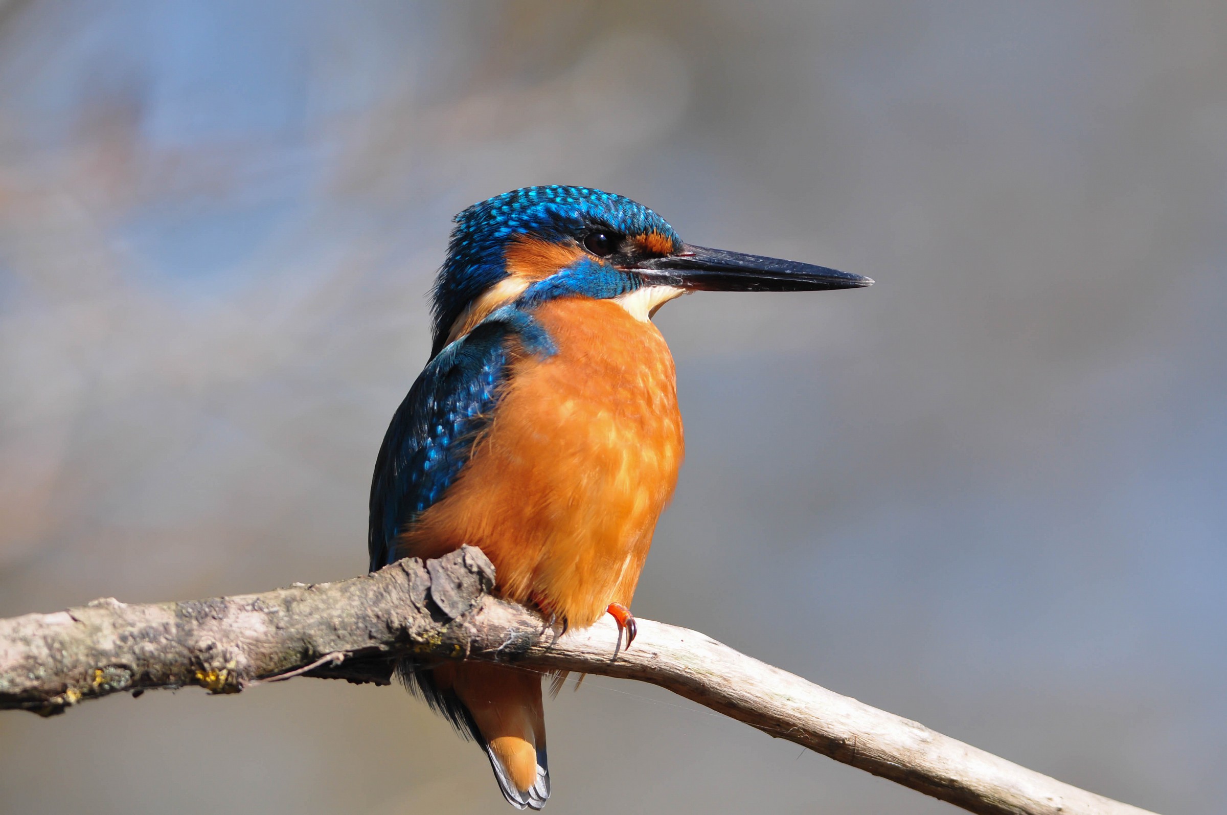 Il martino del ticino