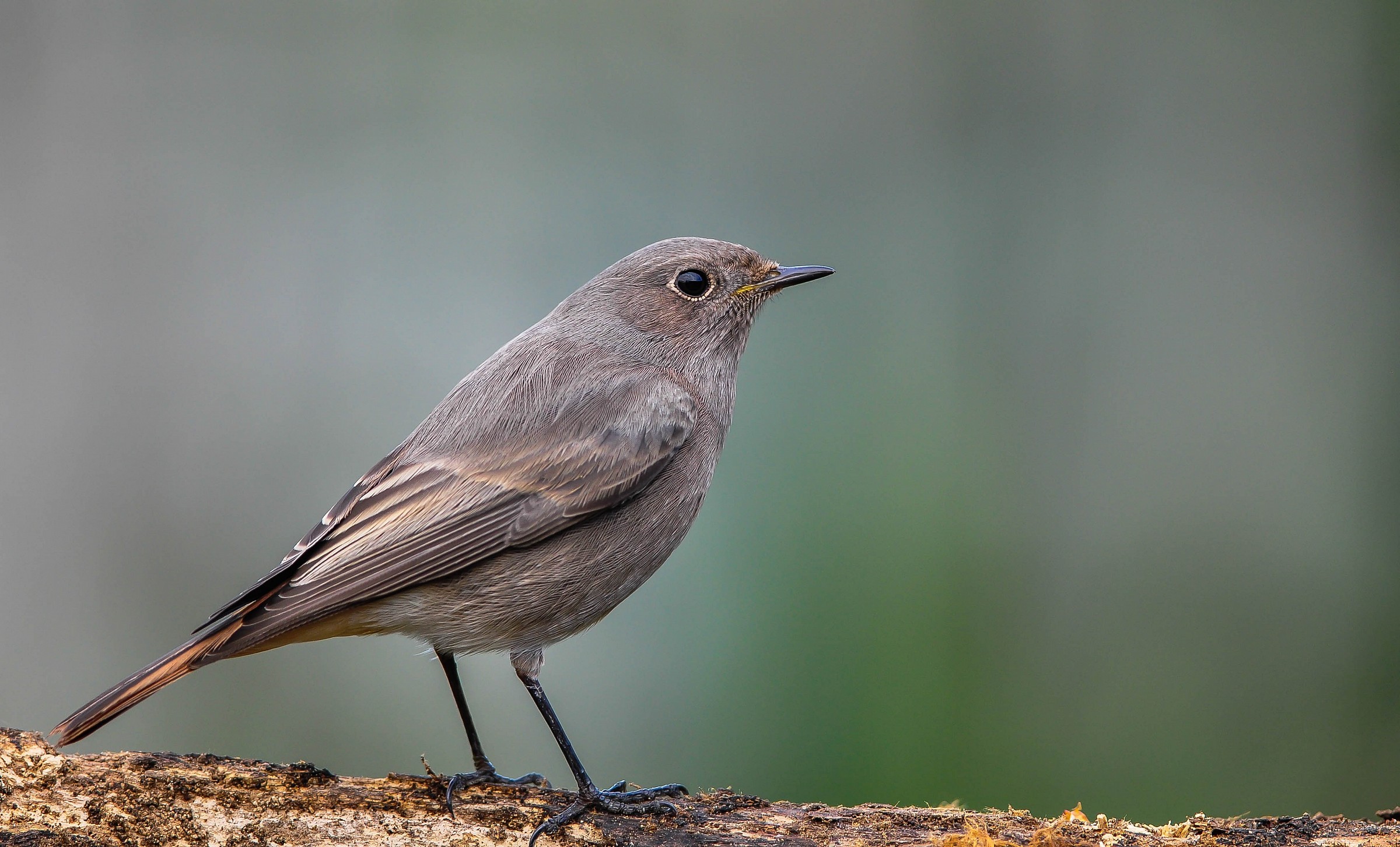 Codirosso spazzacamino (F)