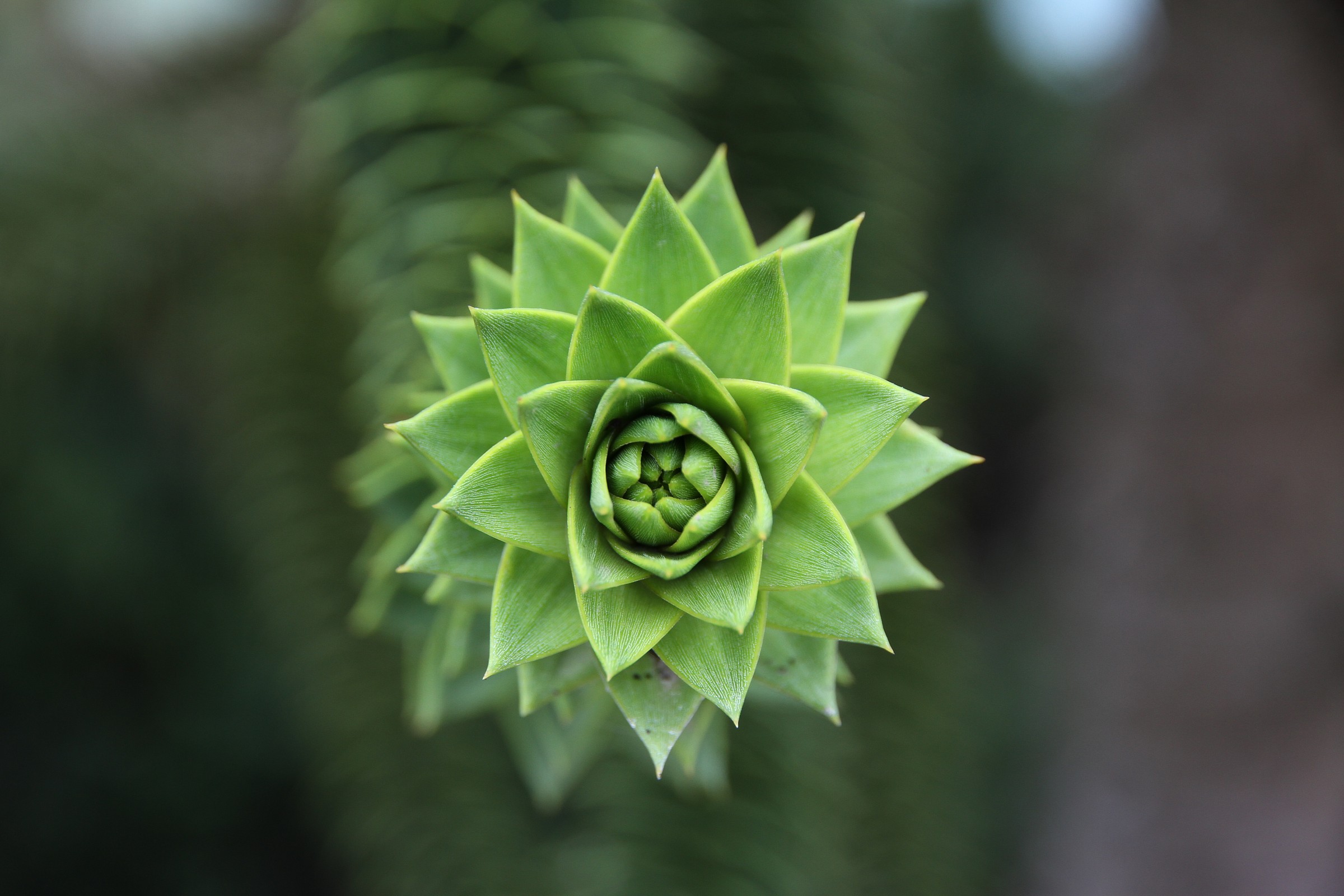 Tentacoli di  Araucaria