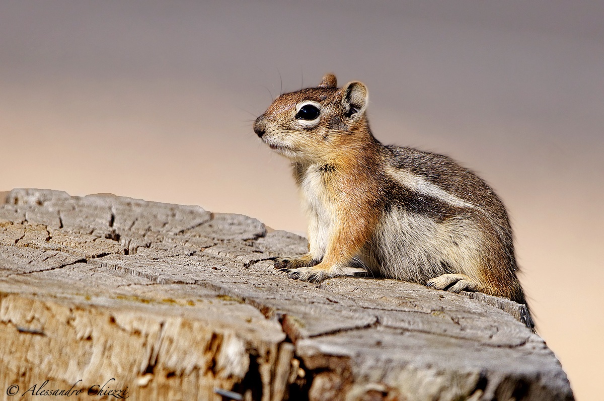 an inhabitant of the grand canyon