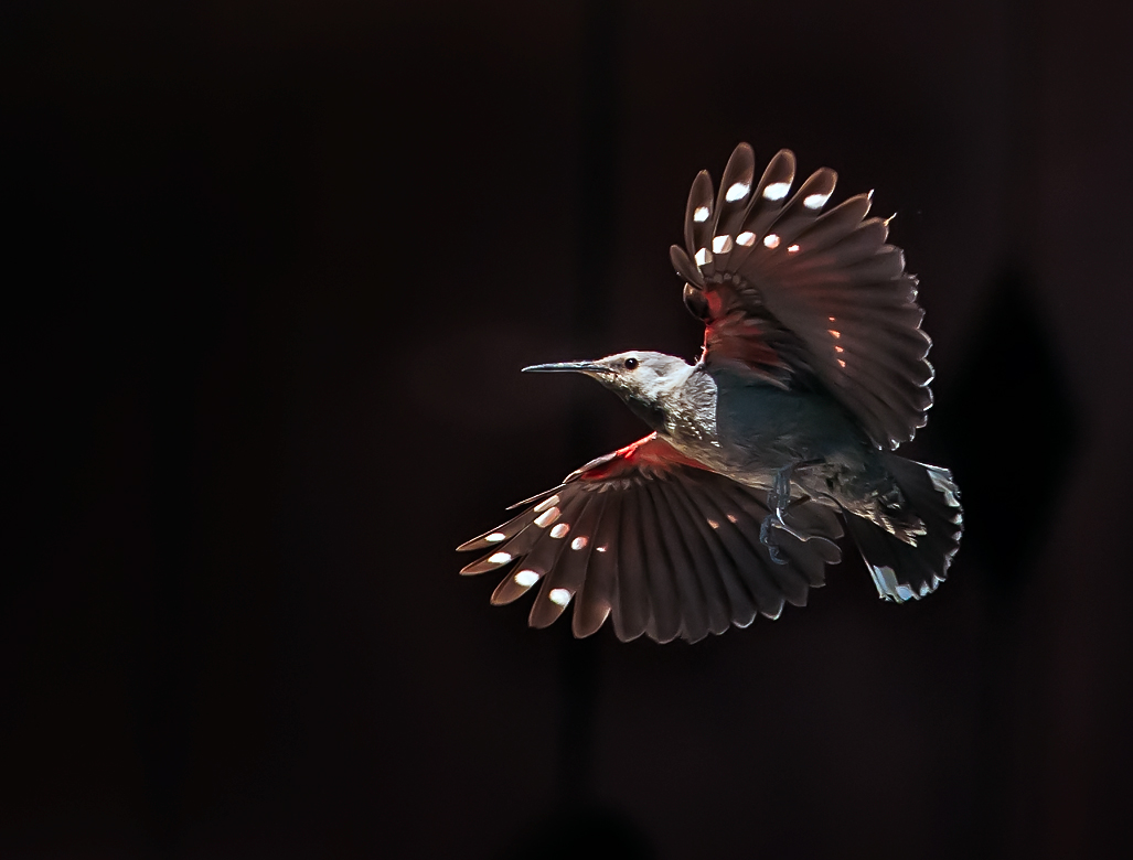 The flight of the woodpecker