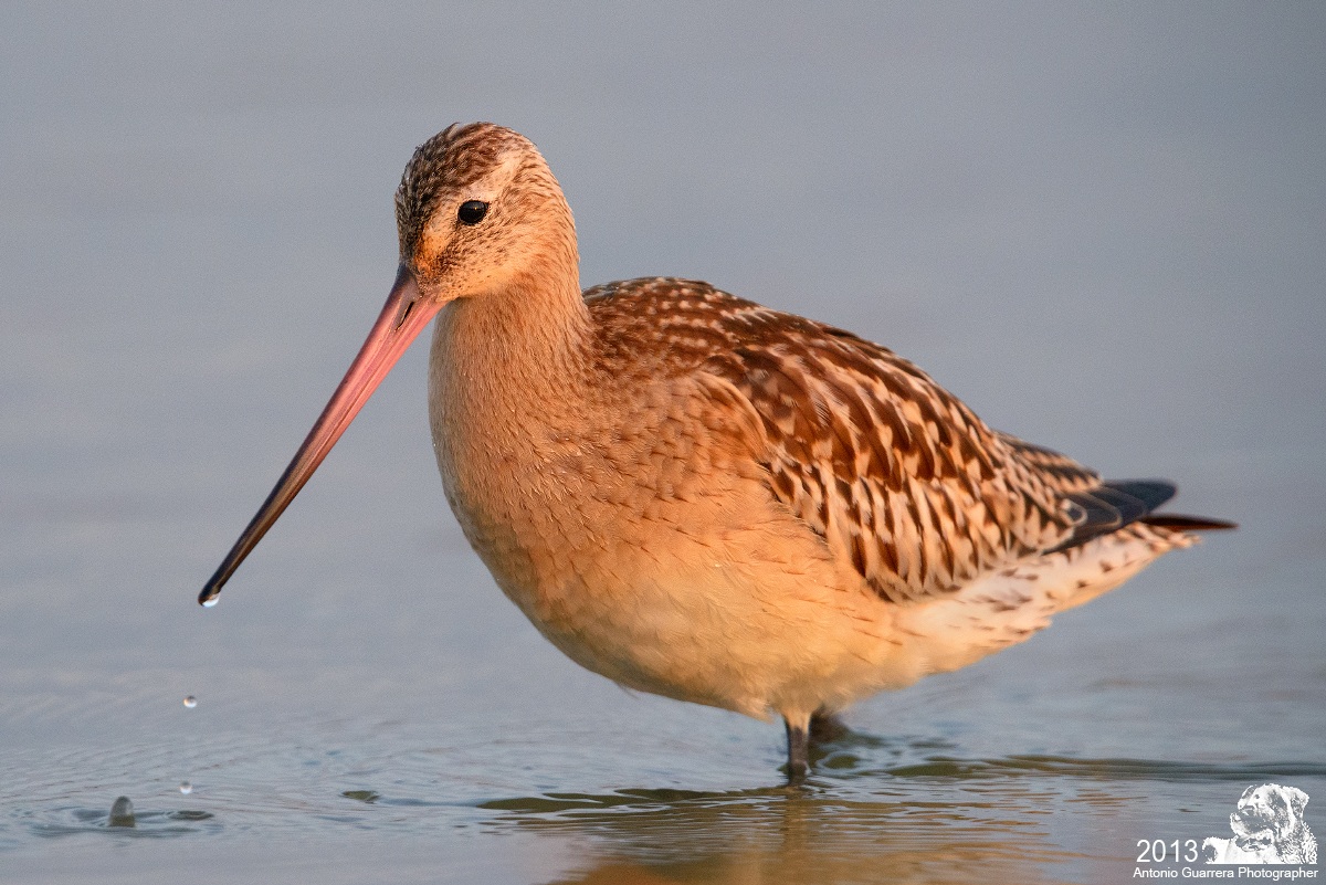Bar-tailed Godwit 2
