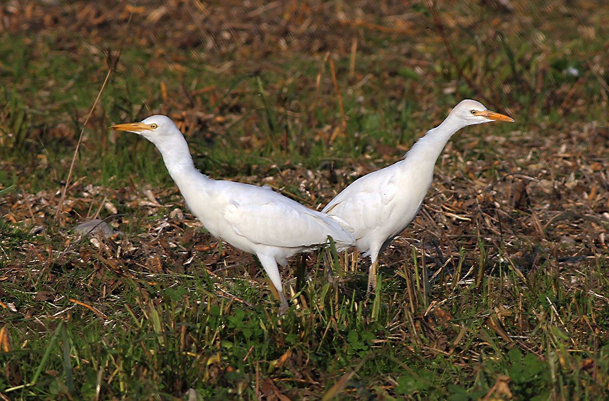ci guardiamo le spalle