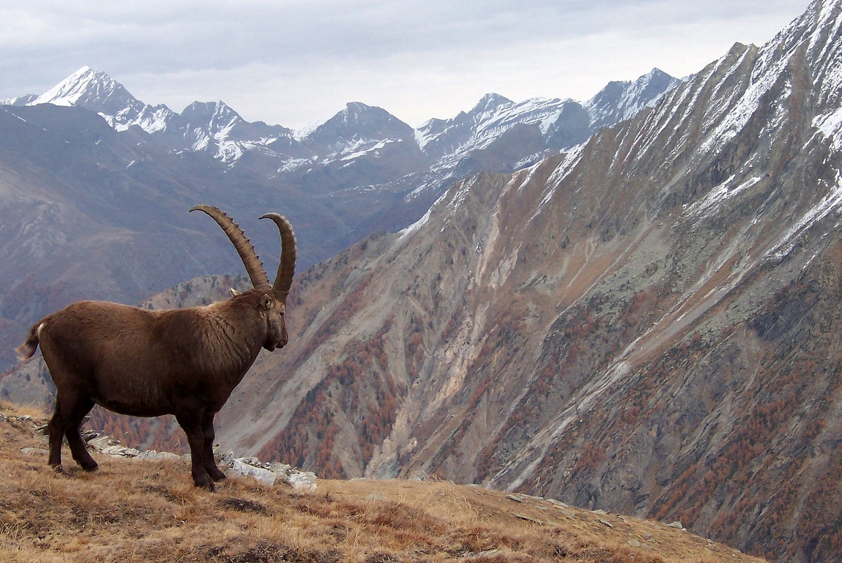 Ibex, Gran Paradiso
