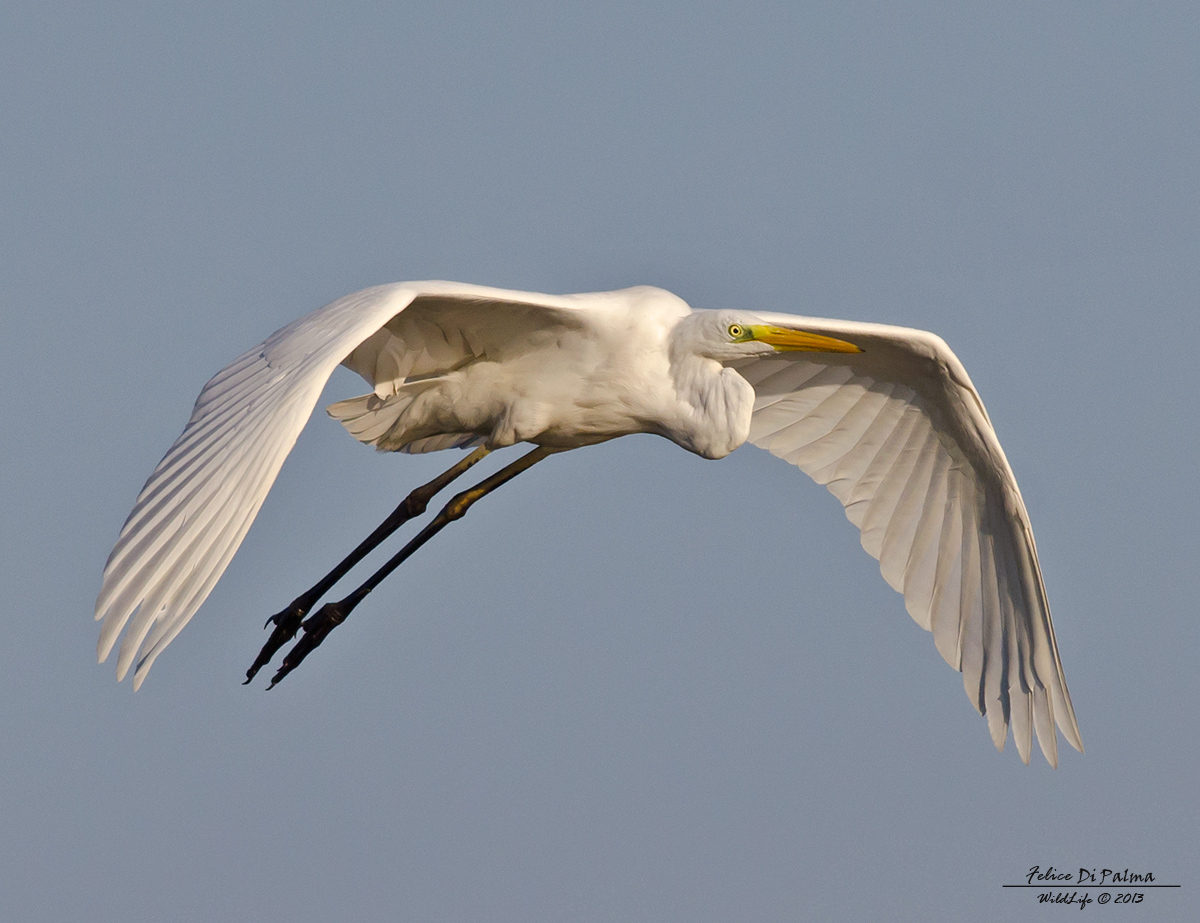 Airone bianco maggiore