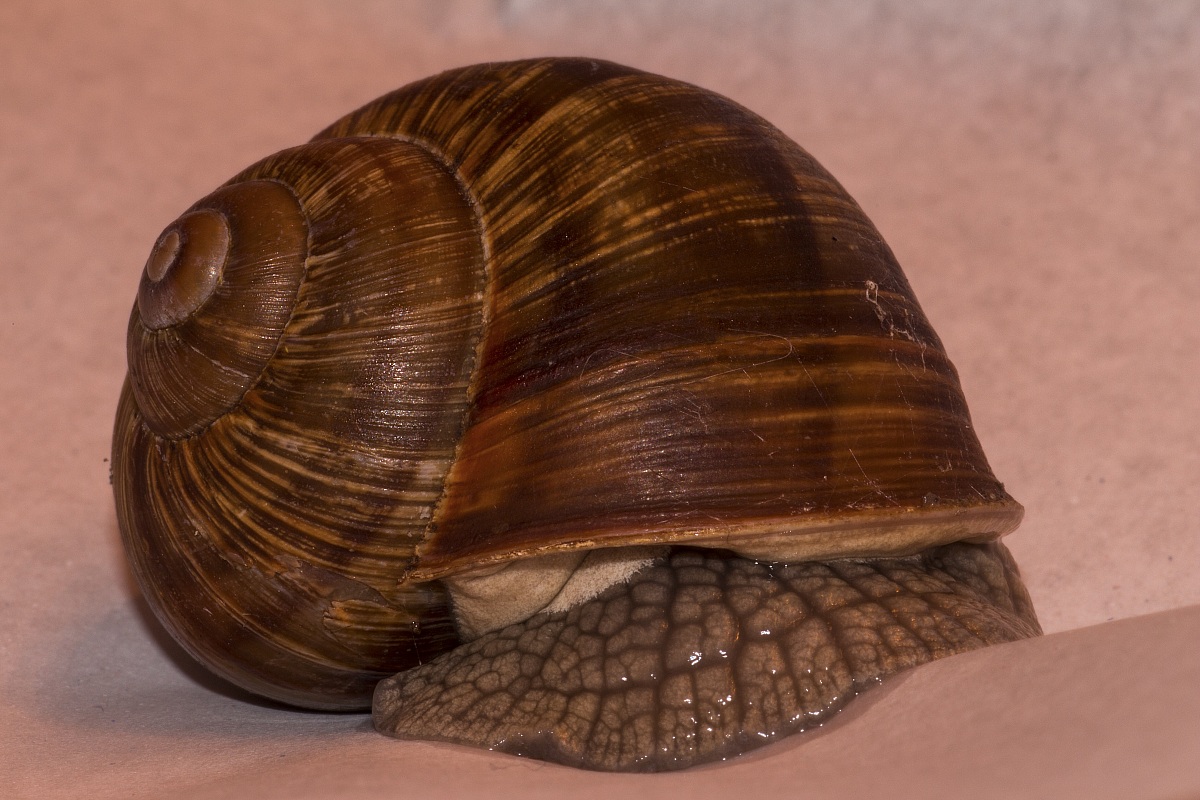 Snail 2