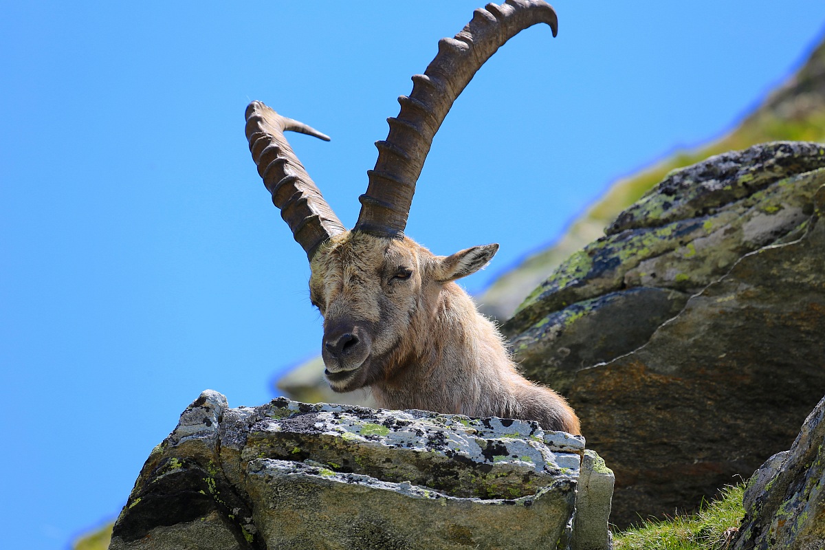 Ibex in the Gran Paradiso