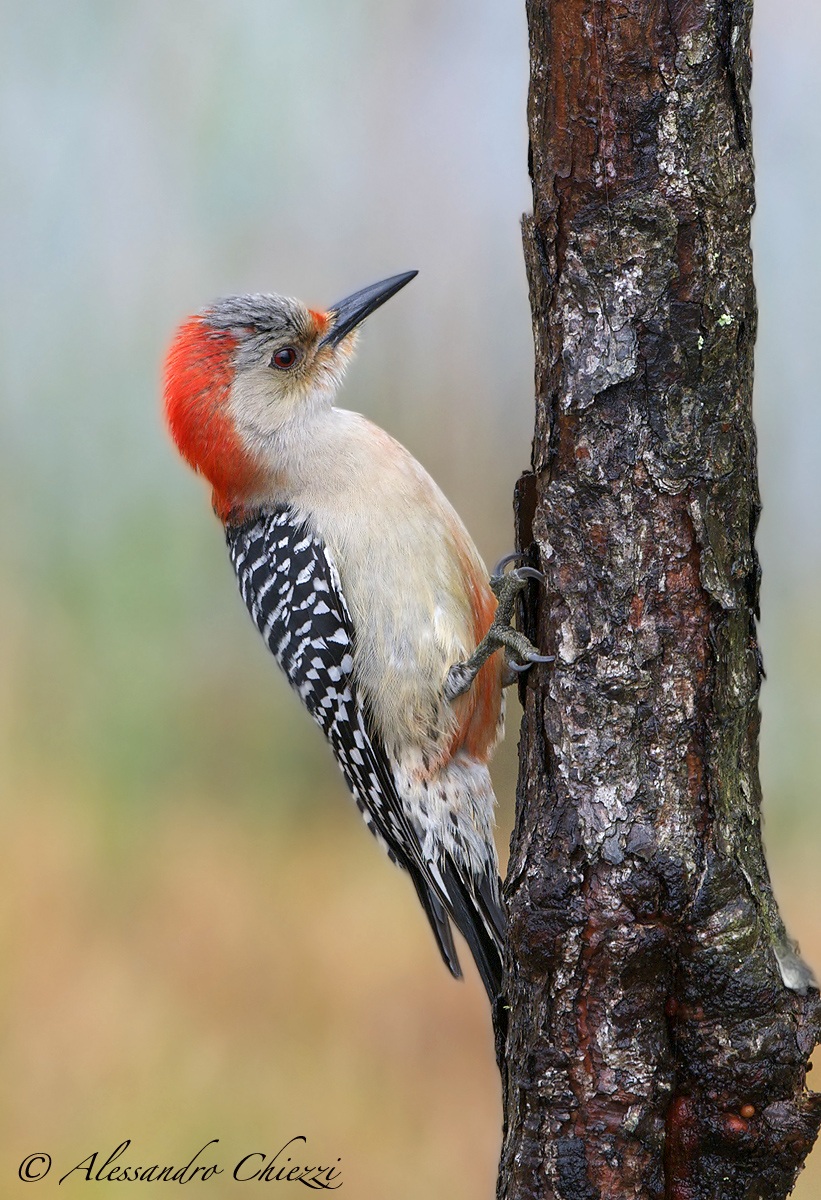 Woodpecker