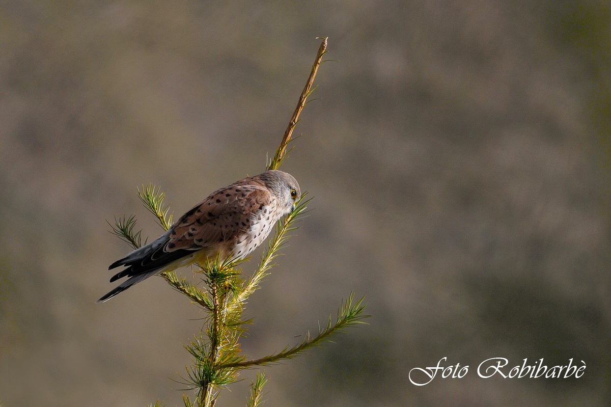 Kestrel ... young male ...