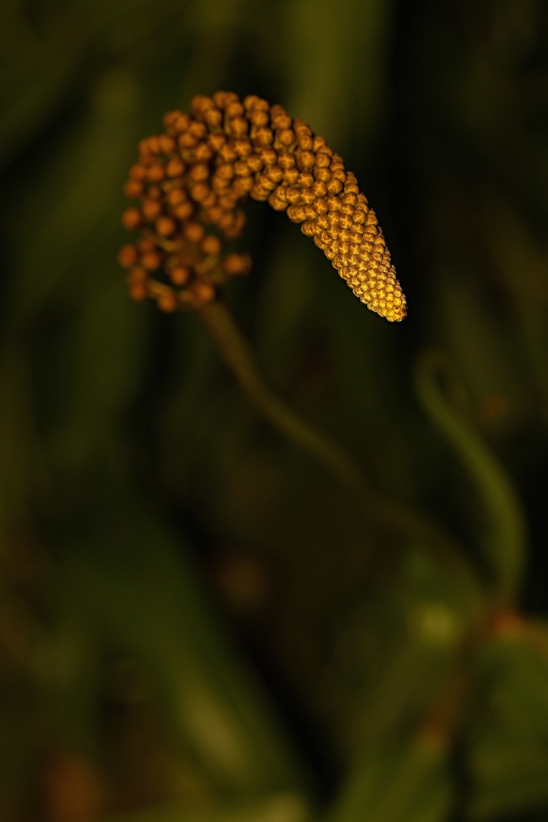 From the botanical garden in Prague