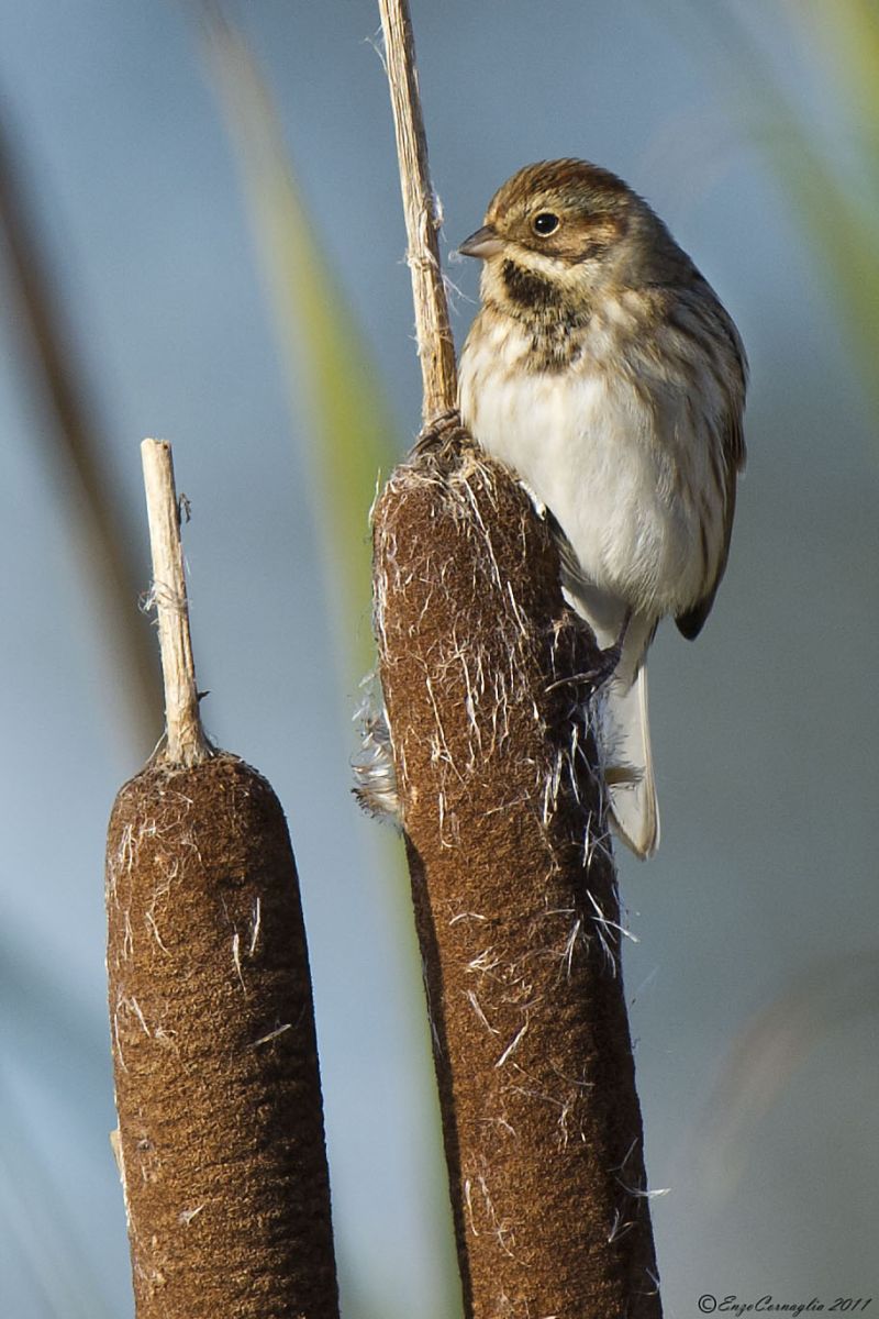 Reed Bunting