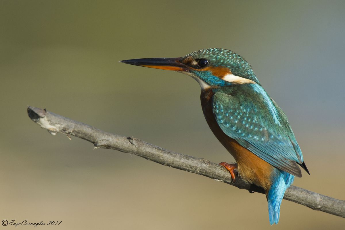 Kingfisher