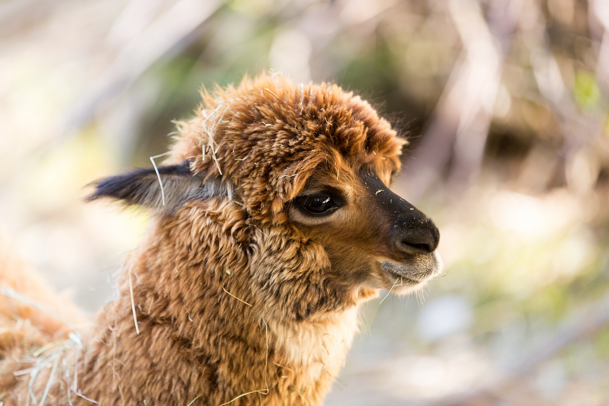 Alpaca