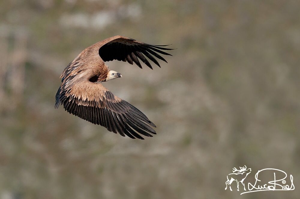 Grifone - Griffon vulture