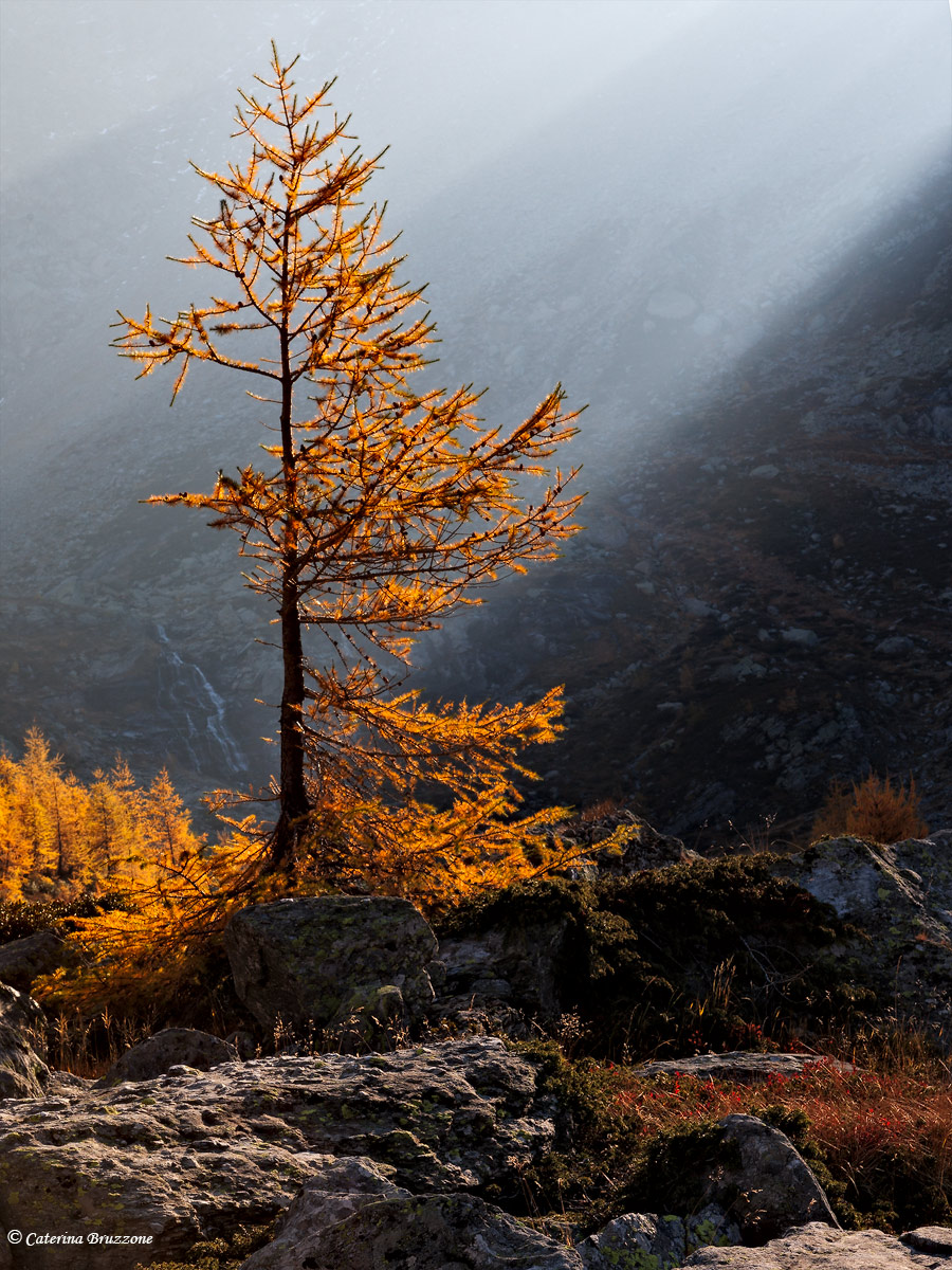 Lights on larch