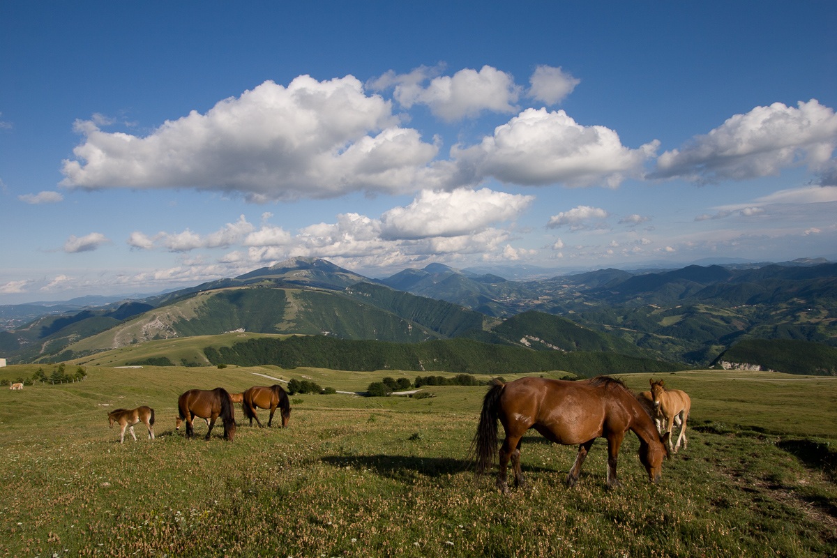 Cavalli al Monte Nerone 2