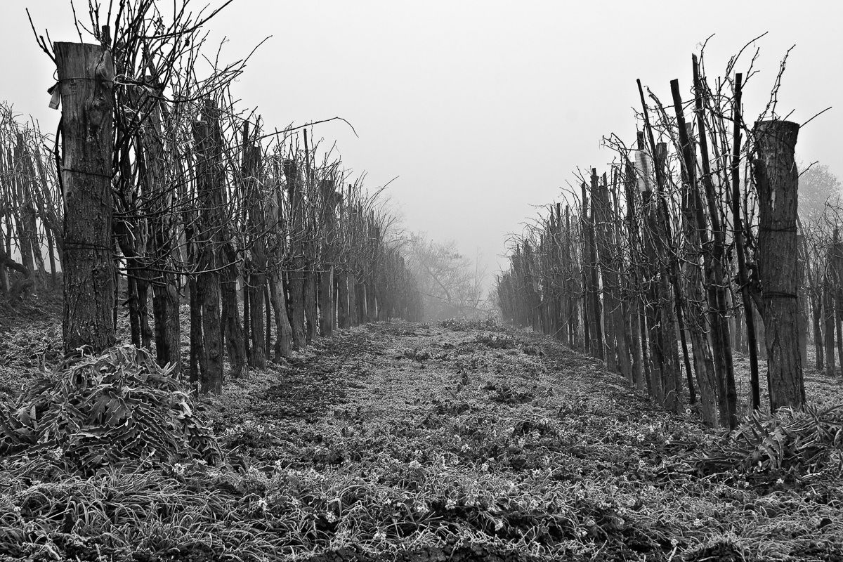 Vigna nella nebbia
