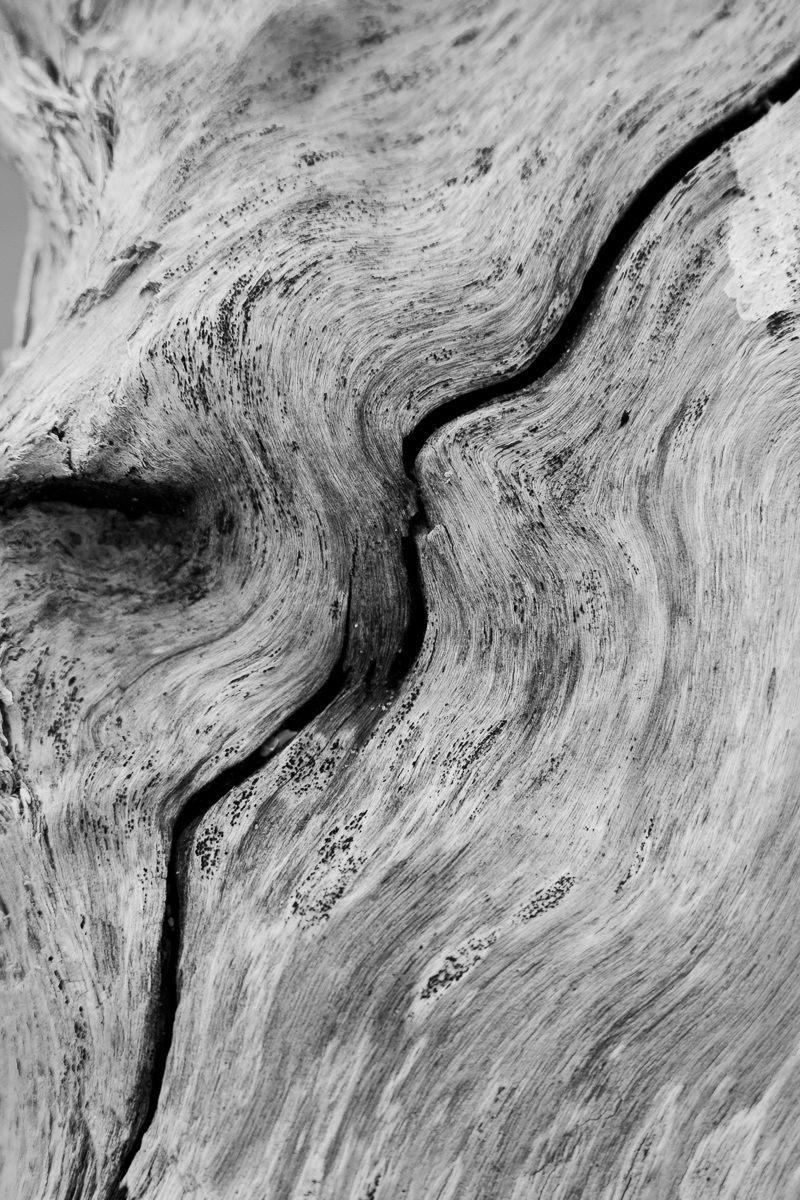 I disegni della Natura