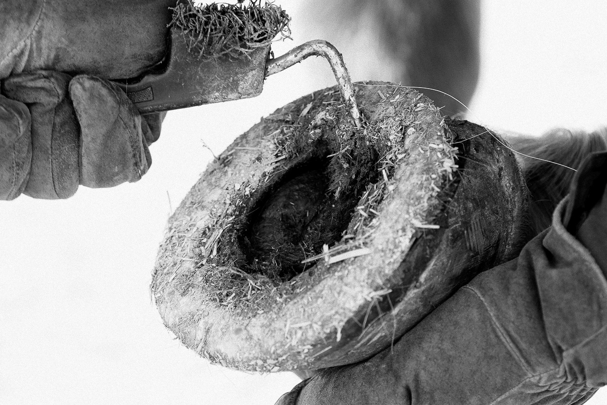 Maniscalco al lavoro