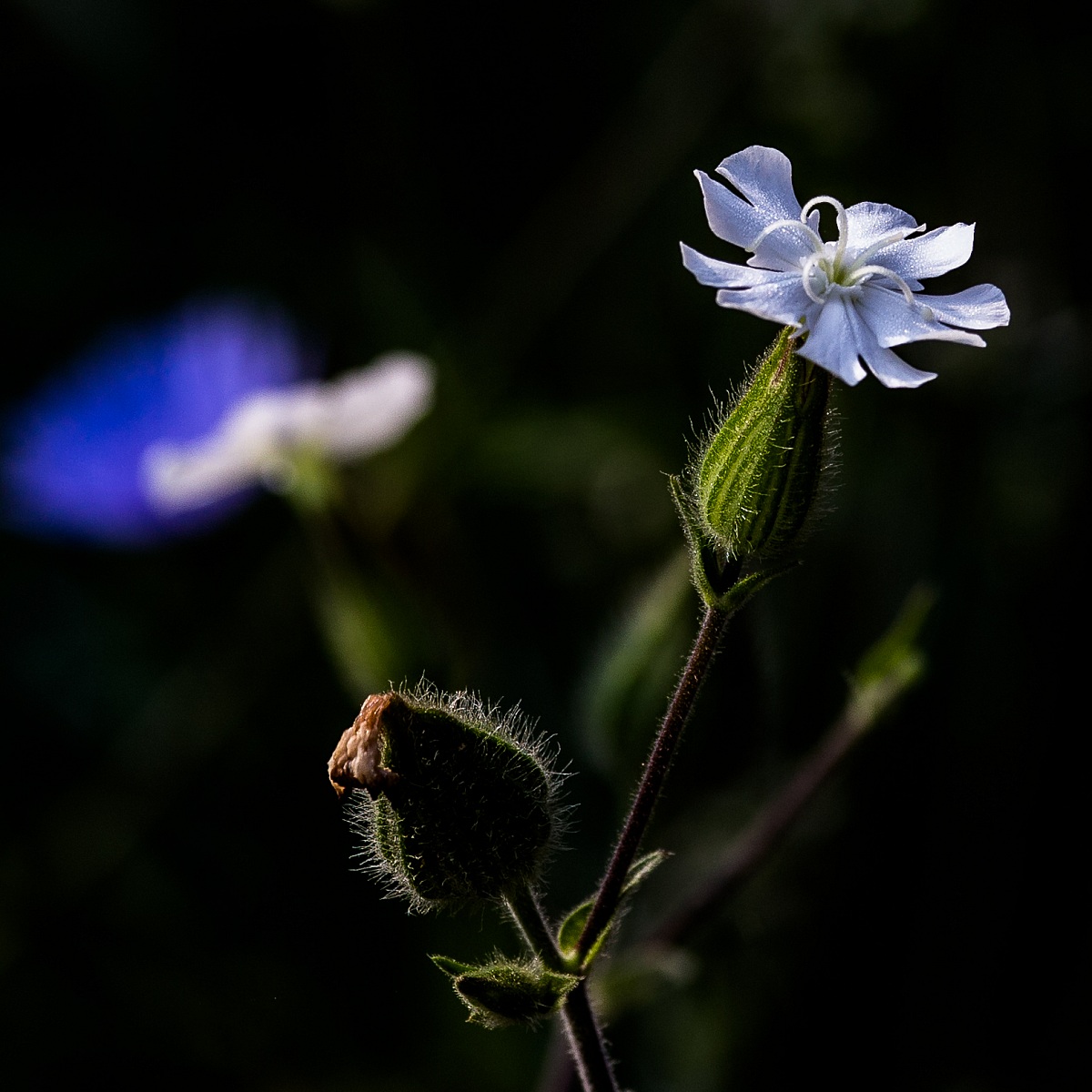 Flower Field