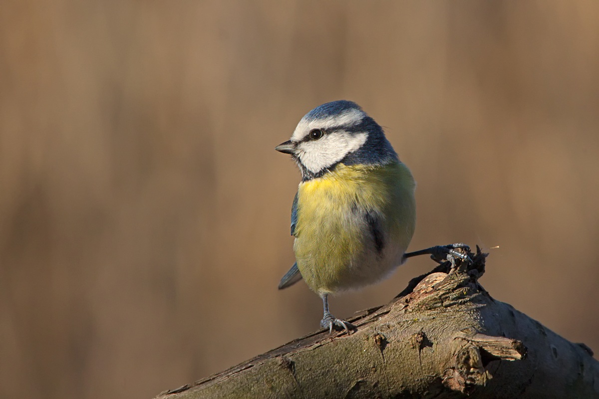 Cinciarella (Cyanistes caeruleus)