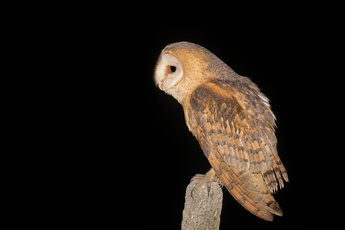 Barbagianni - Barn Owl