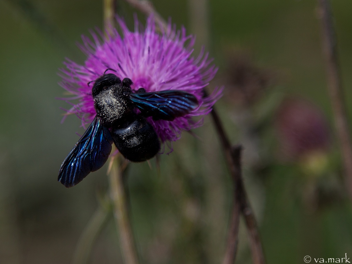 Xylocopa violacea