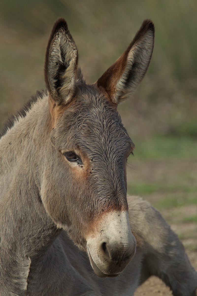 Portrait of "Burriccheddu Sardu"