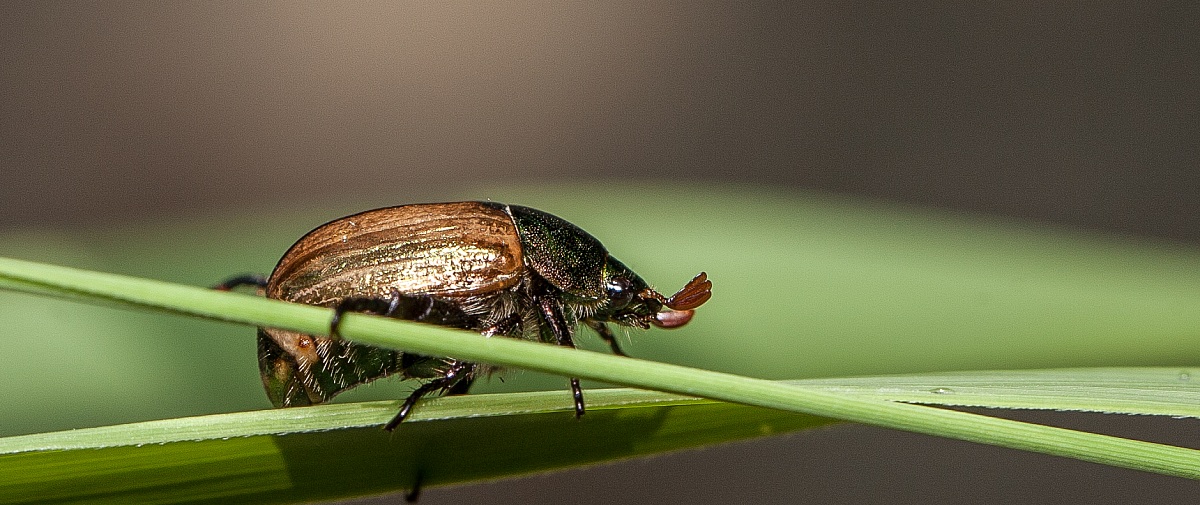 finally the handrail