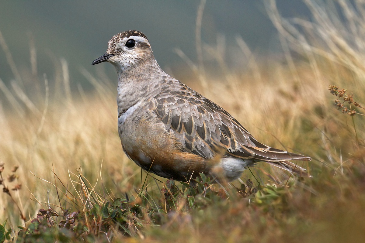piviere tortolino-eurasian dottrel