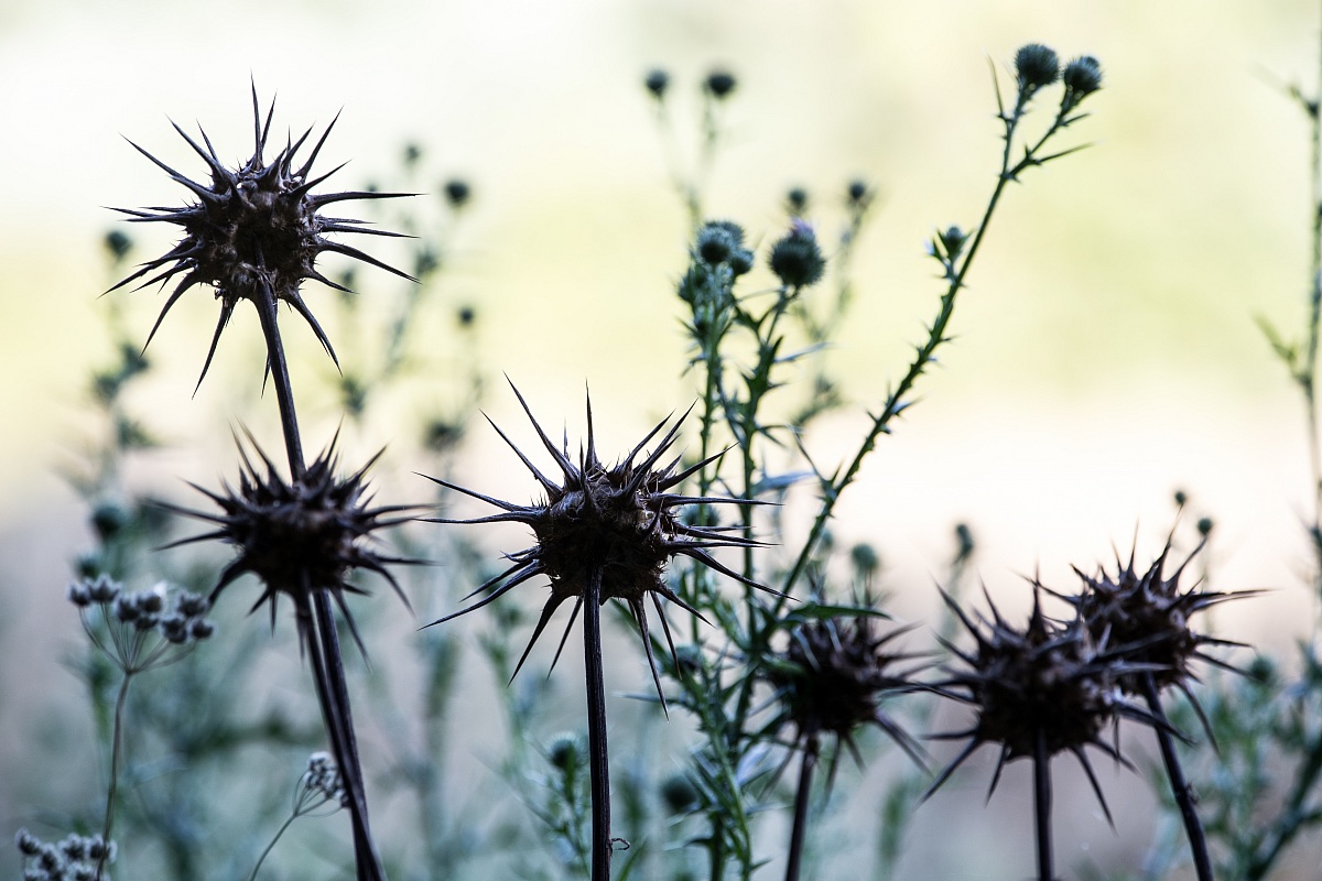 Girasoli al tramonto