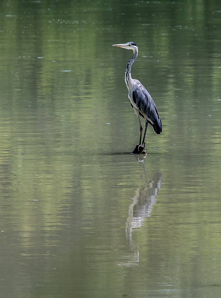 Airone Cenerino allo specchio..........