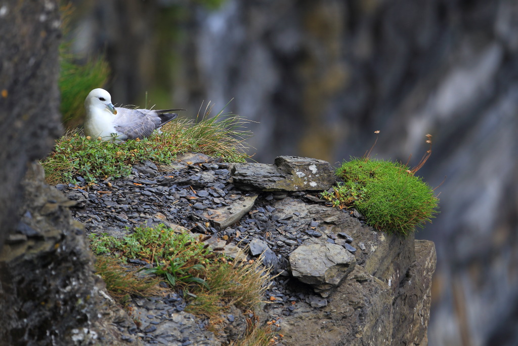 Fulmar