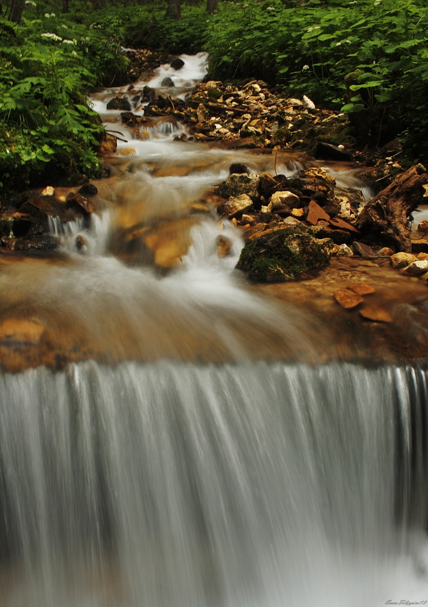 Life flows between the flora
