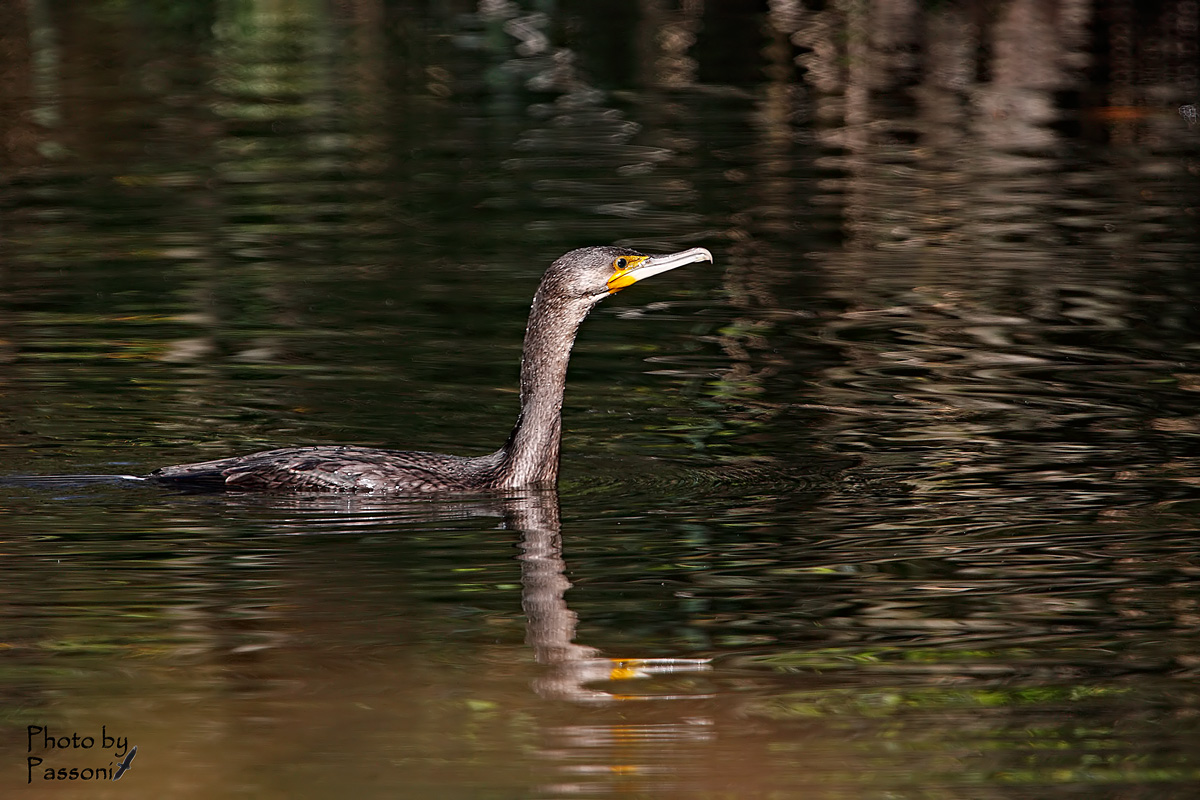 Cormorano!