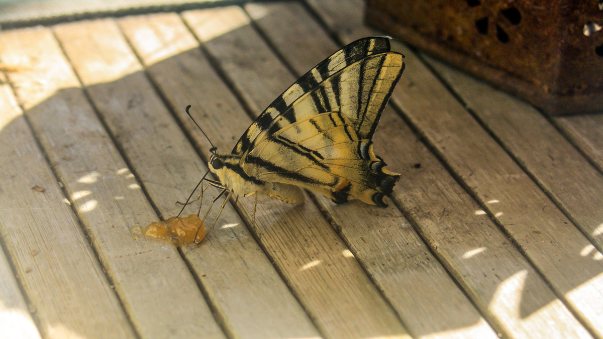 Scarce Swallowtail fond of jam ...